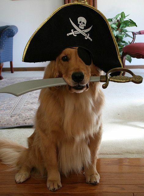 Pirate dog