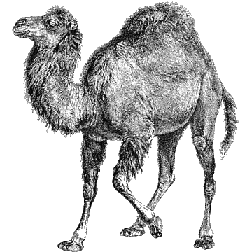 The non-free Perl camel