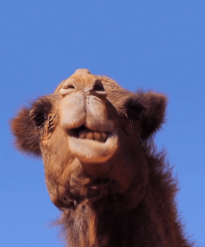 Camel GIF