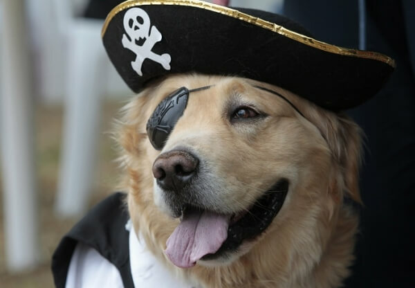 Pirate dog