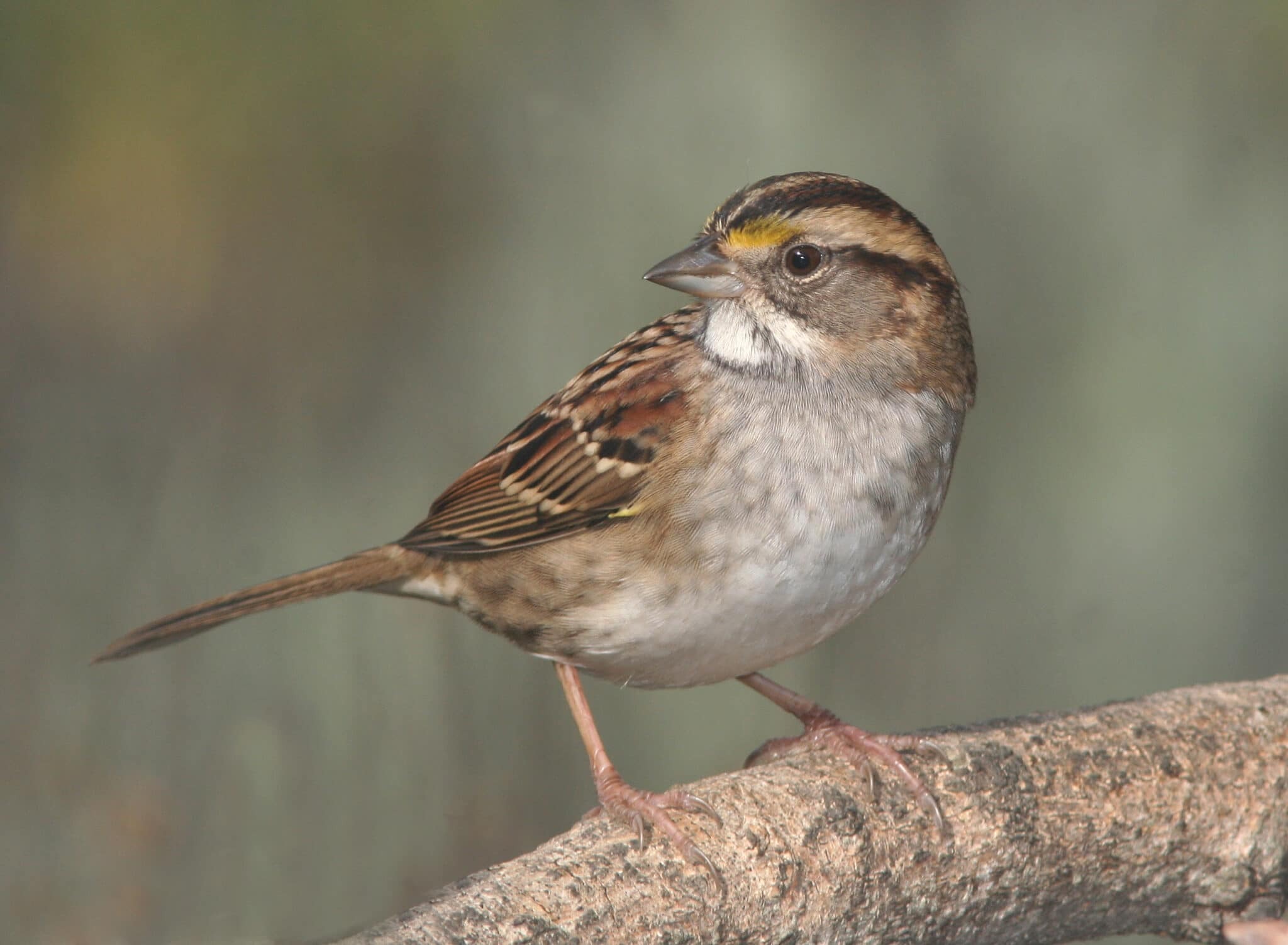 Sparrow