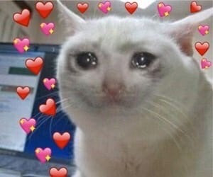 Crying cat
