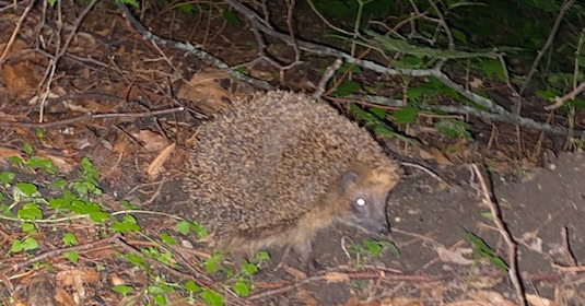 hedgehog