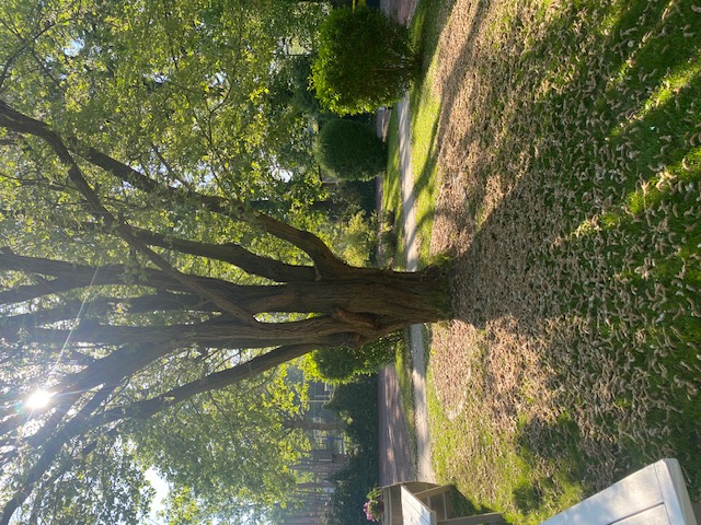 peaceful