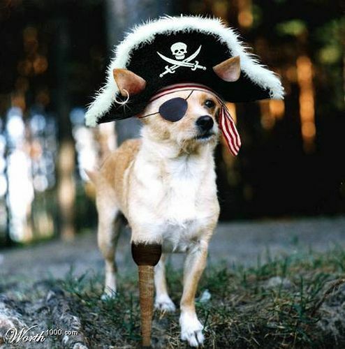 Pirate dog